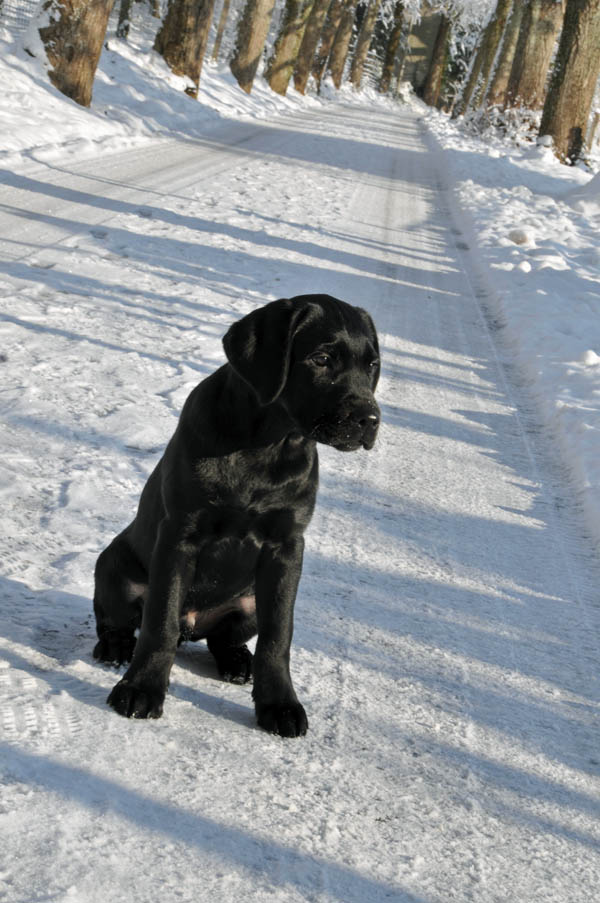 schwarzer Hund auf weissem Grund