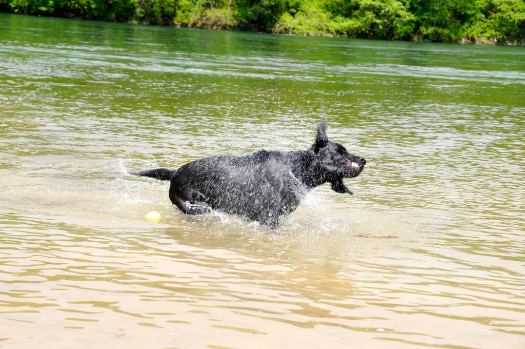 Spät hat Bob die Liebe zum Wasser entdeckt, aber mieux vaut tard, que jamais! Mai 2013