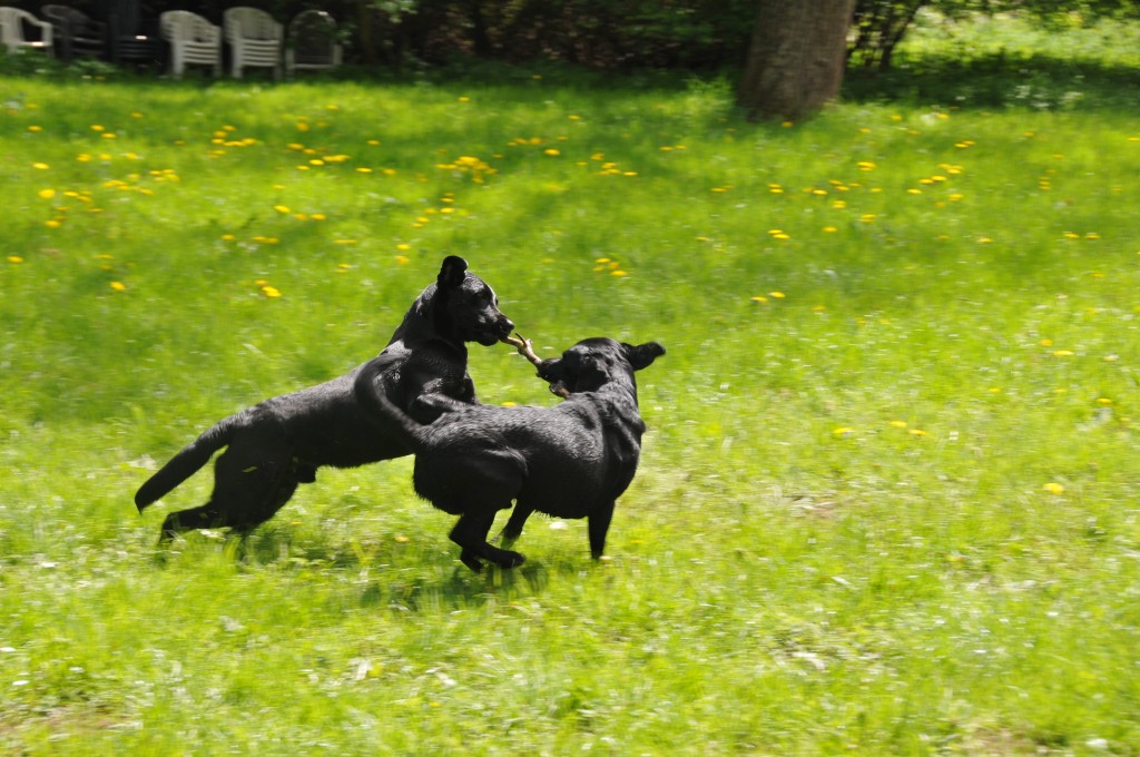fliegende Hunde