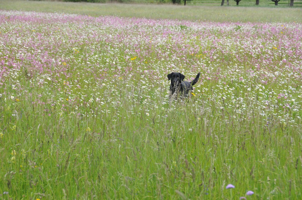...und zu guter letzt, in der Blumenwiese parfümieren!