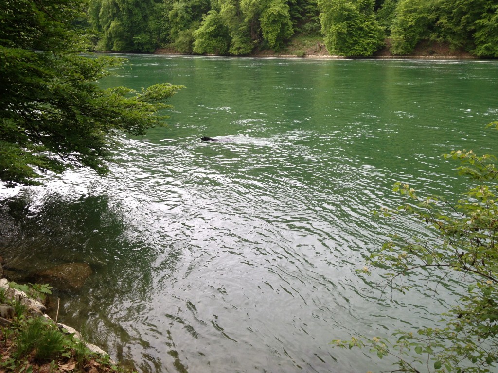 The Old man and the Sea - the young dog and the Rhein