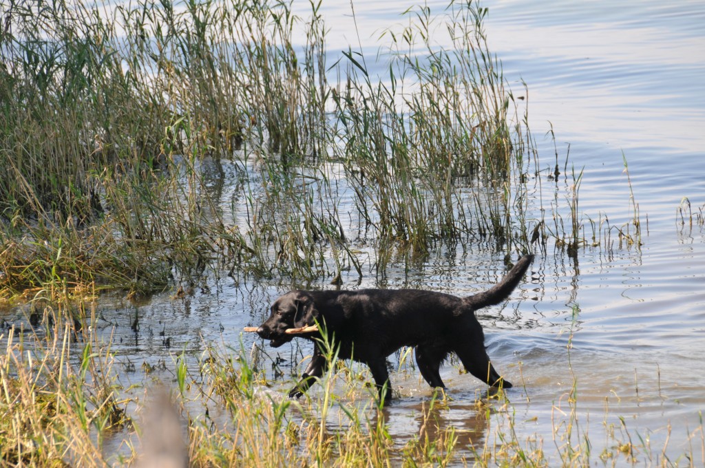 auch Bob war oberhappy!