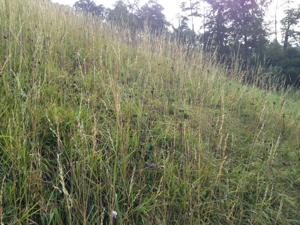 Herbstgräser - noch fehlen die Spinnweben im Tau