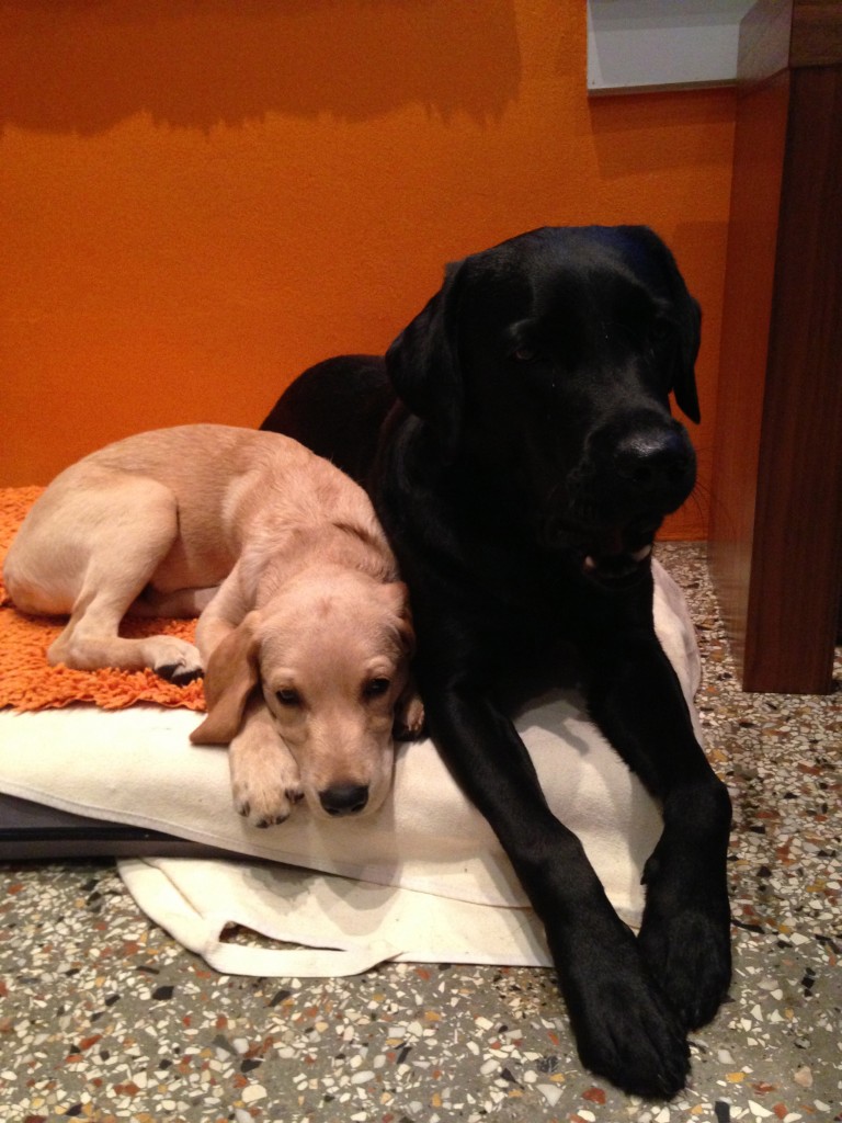 cool! ein grosser Bruder zum anlehnen & kuscheln! - 30.08.2013