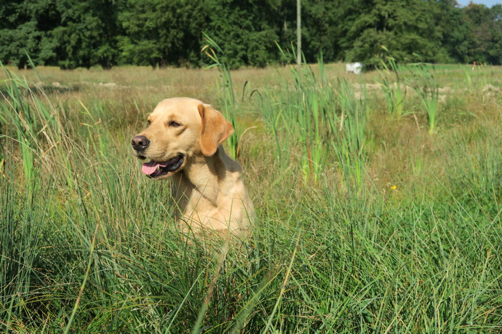 Elio Scurry Retriever 24.09.16