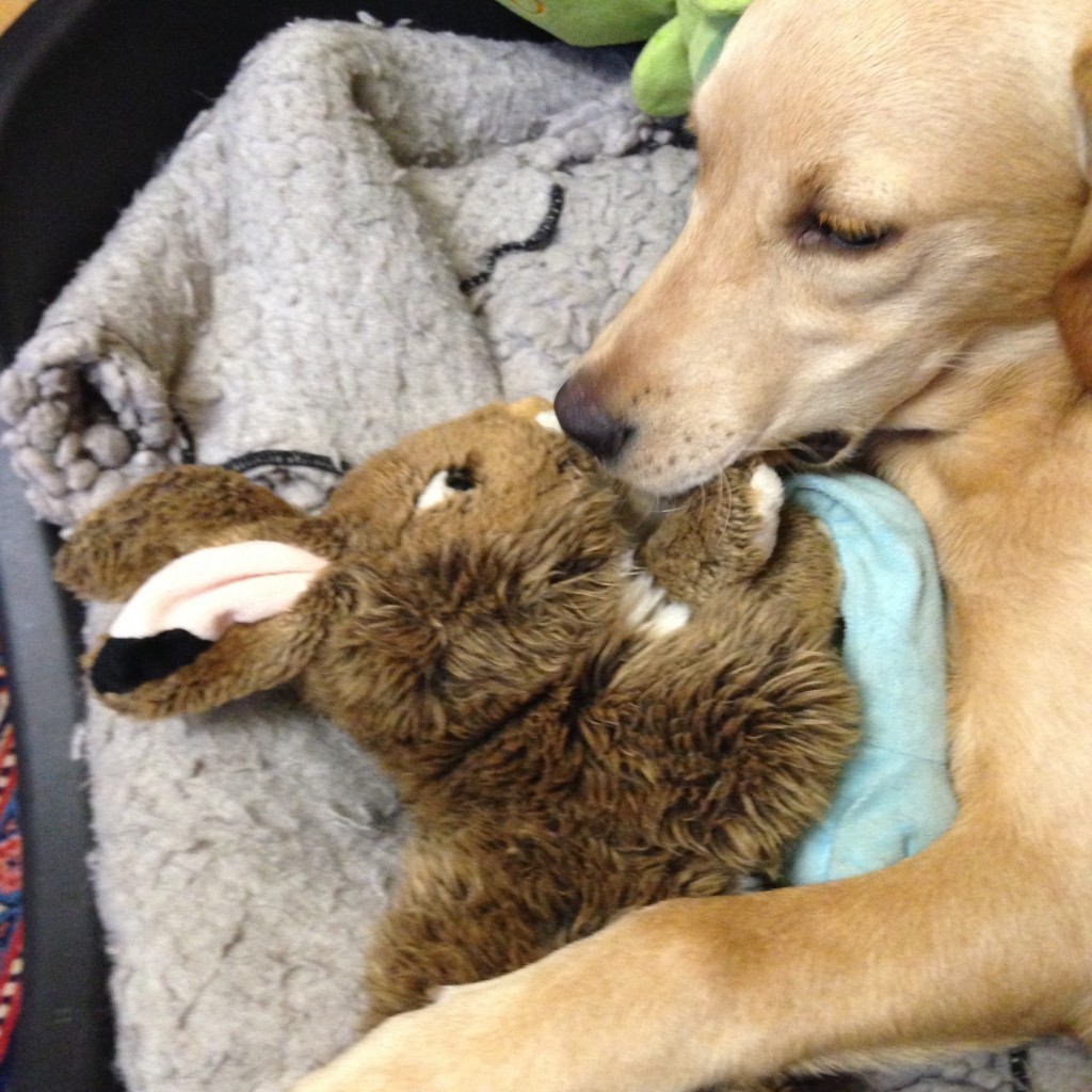 der Jagdhund schmust mit dem Hasen!