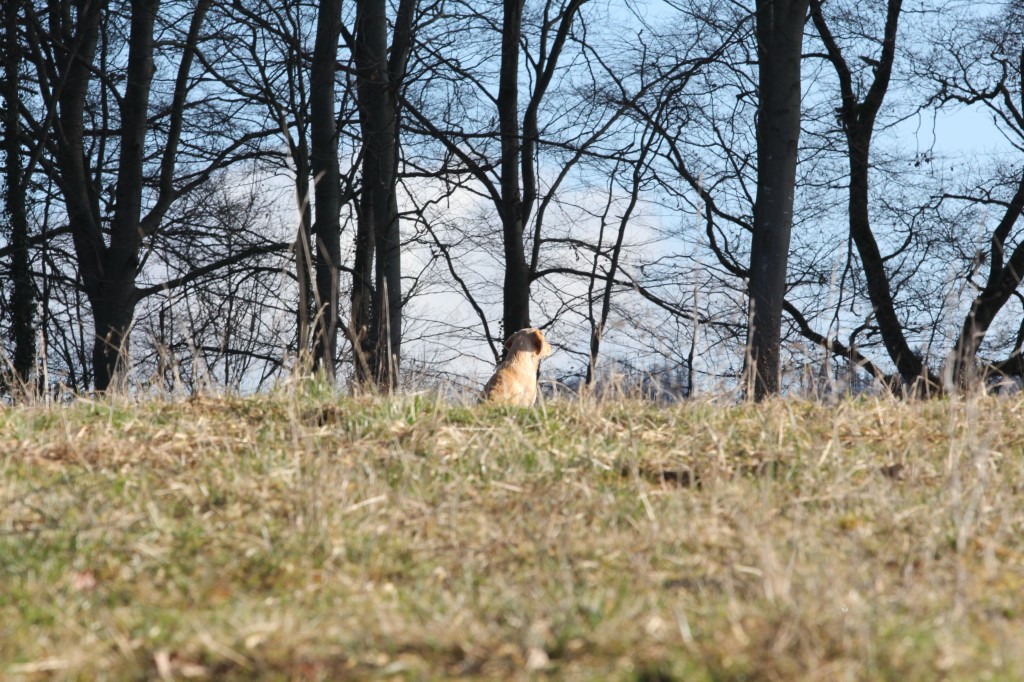 Hund vor Himmel - oder Himmel Hund!
