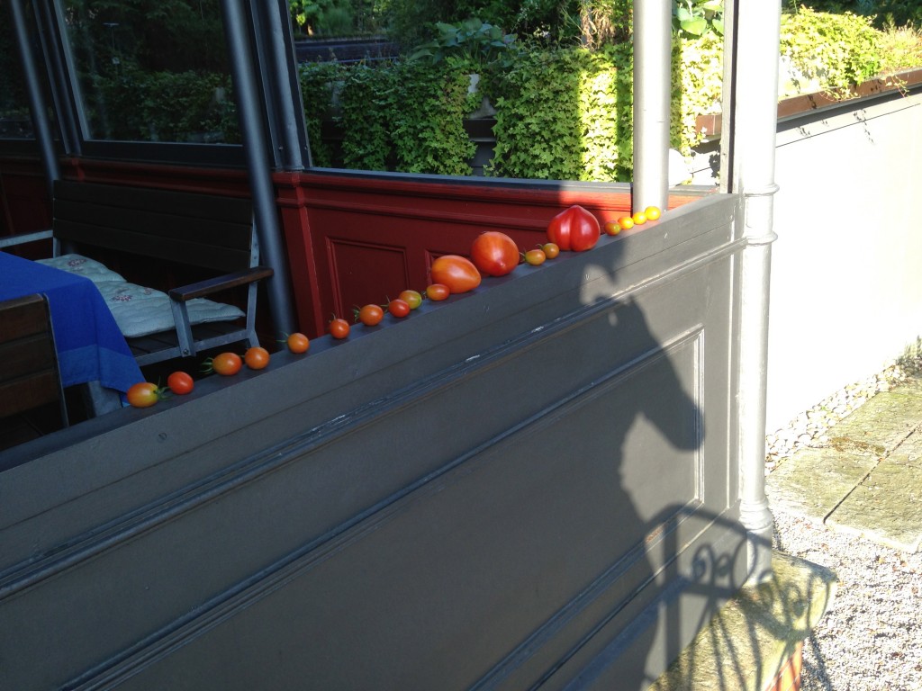 alle Grössen, alle rot