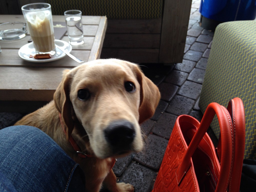 Elio durfte Stadtluft schnuppern!