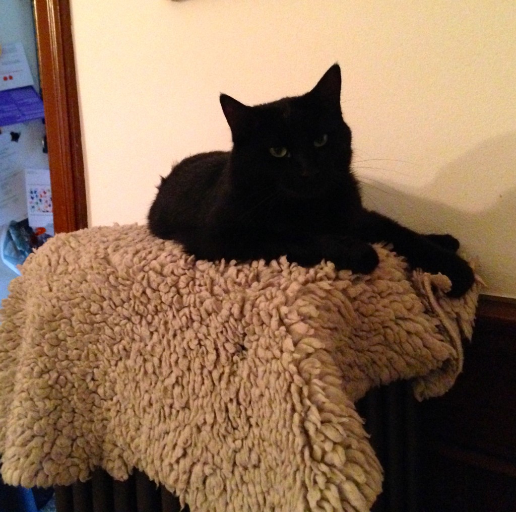 Mietzekatze auf dem warmen Ofen