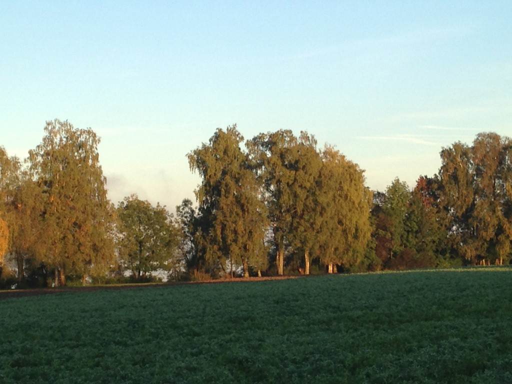 Niederuster am frühen Morgen