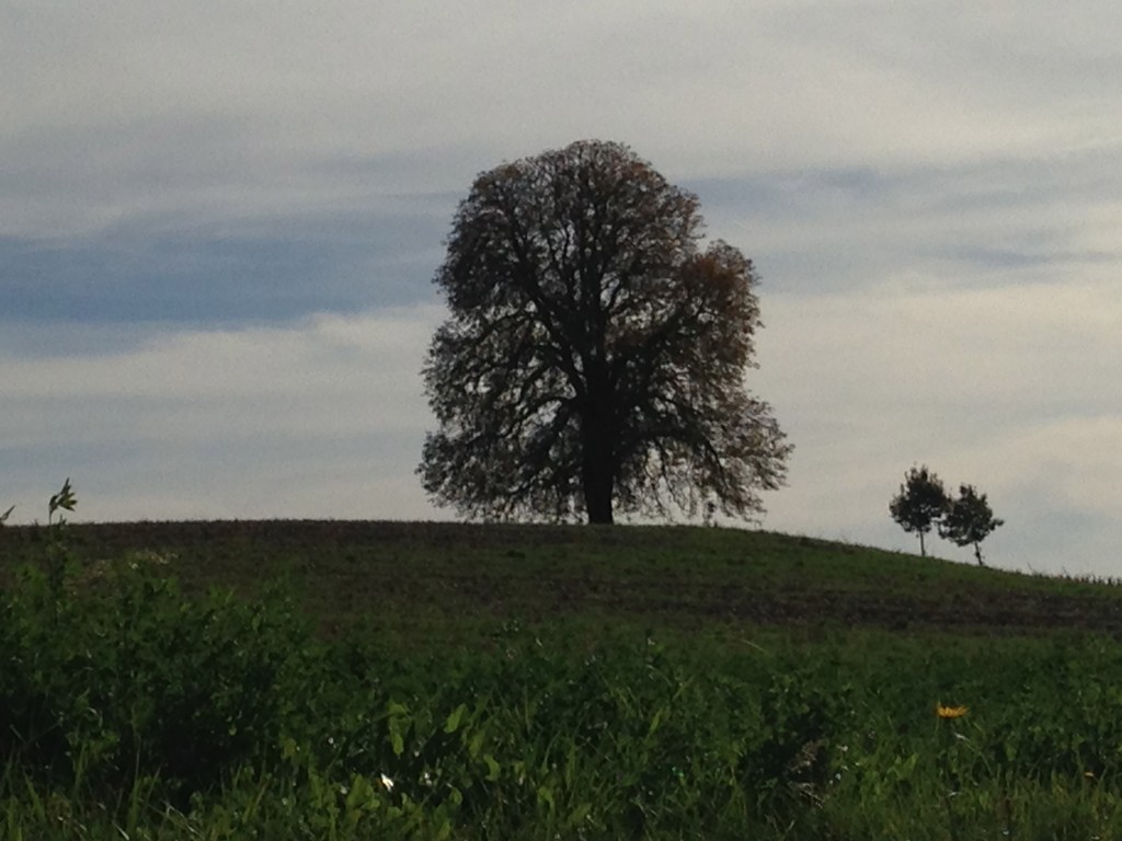 MEIN Baum!