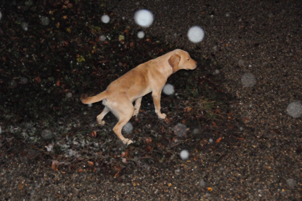 Elio pinkelt staunend in den Schnee