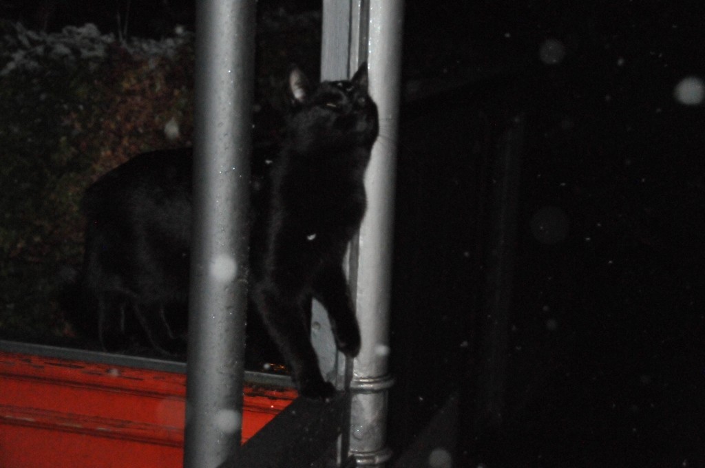 Nero abrupt gestoppt - iiick!