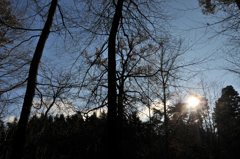 Wunderschön sonnig war's im Wald!
