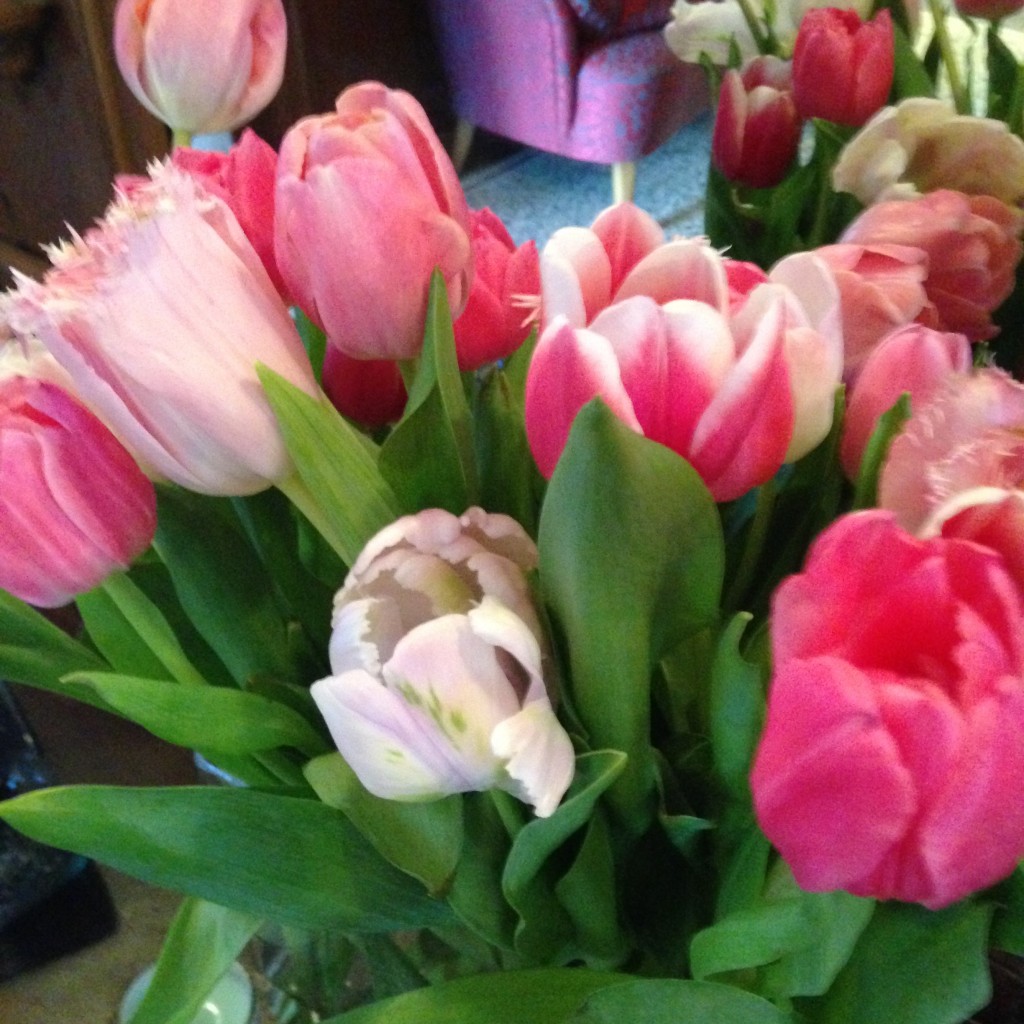 Tulpen aus Amsterdam - vermutlich