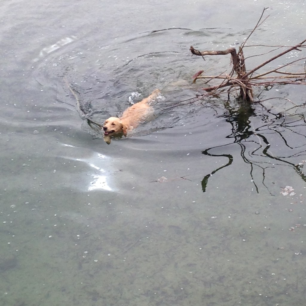 wie ein Otter