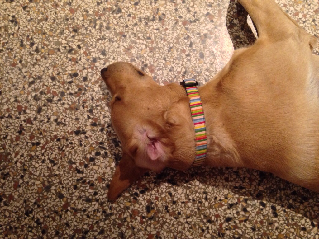 Auch Elio komplett erschossen! aber glücklich.