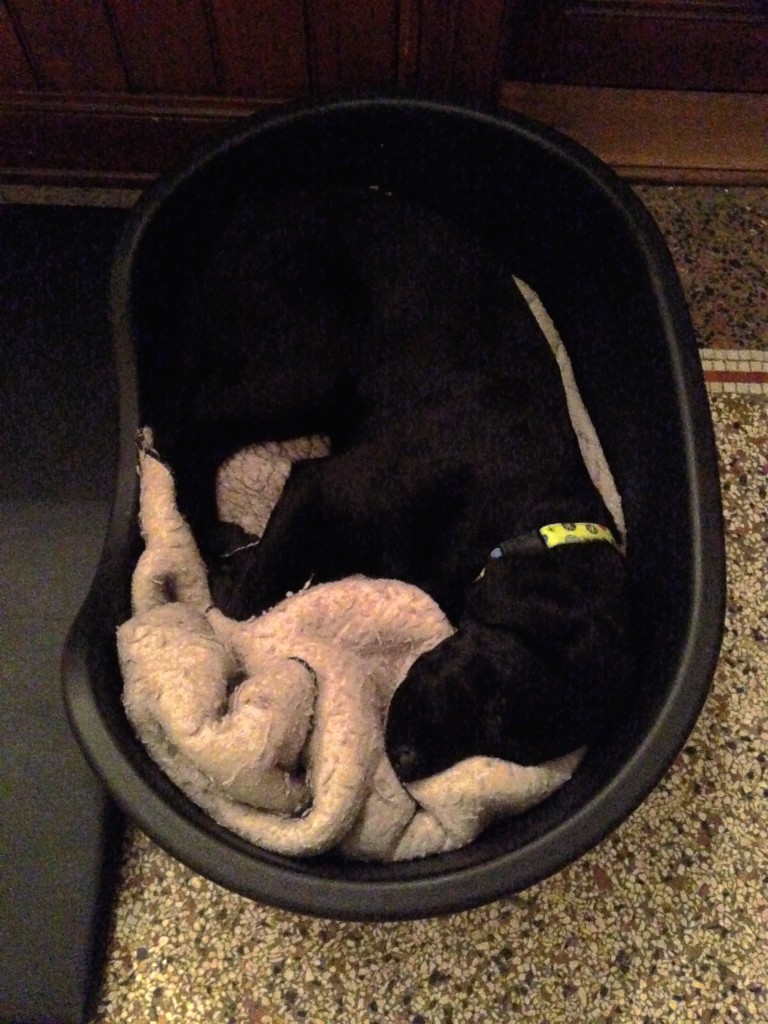 komatöser Bob mit schicken Frühlingshalsband