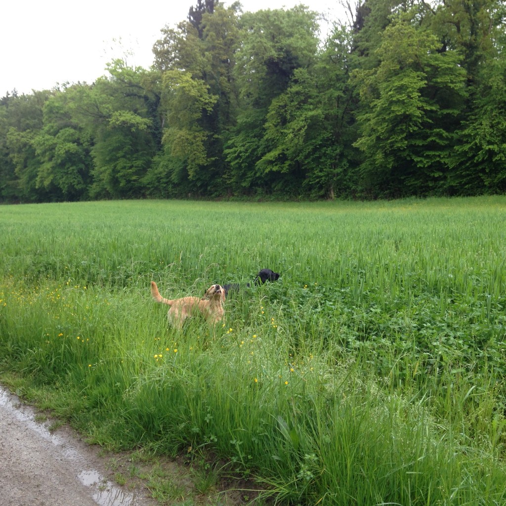 Kühe am Feldwegrand