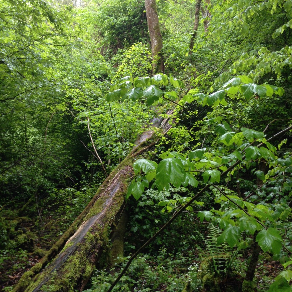 kunterbuntes Durcheinander aus Moos, Blättern, Ästen...