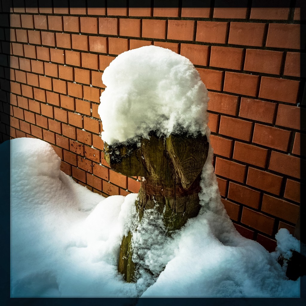 Buddy - unser zweiter Labrador