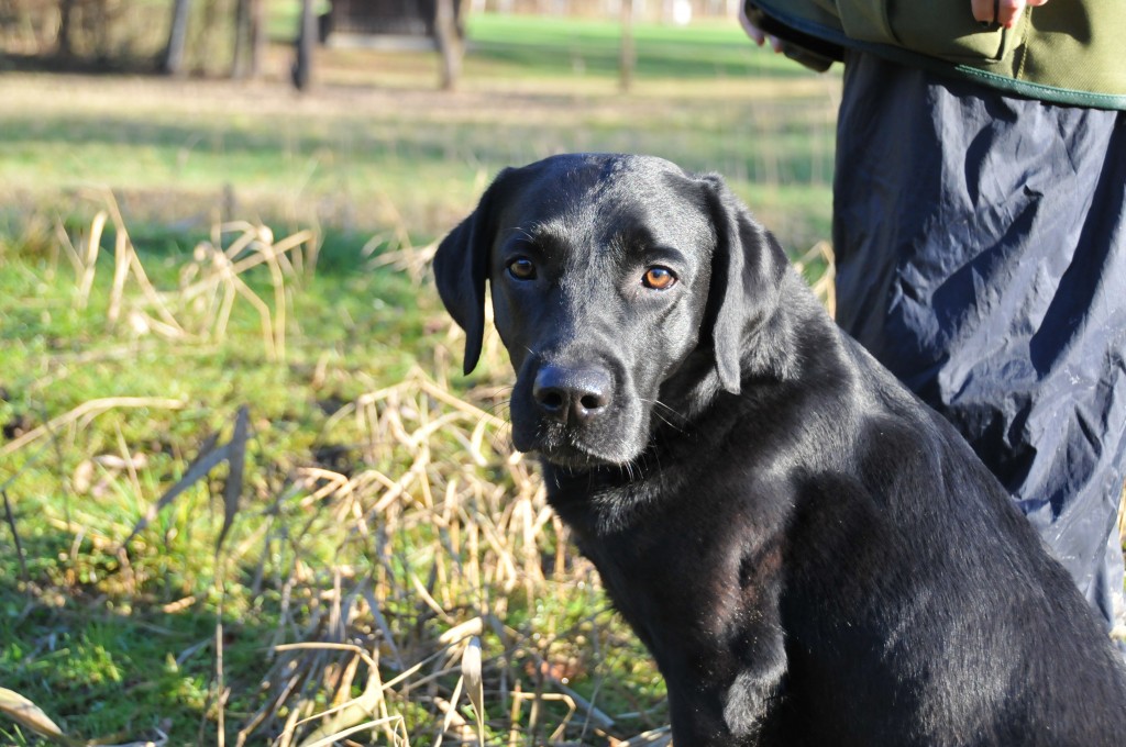 Bob in Hochform - hat man ihm dann mal anständig den Marsch geblasen...