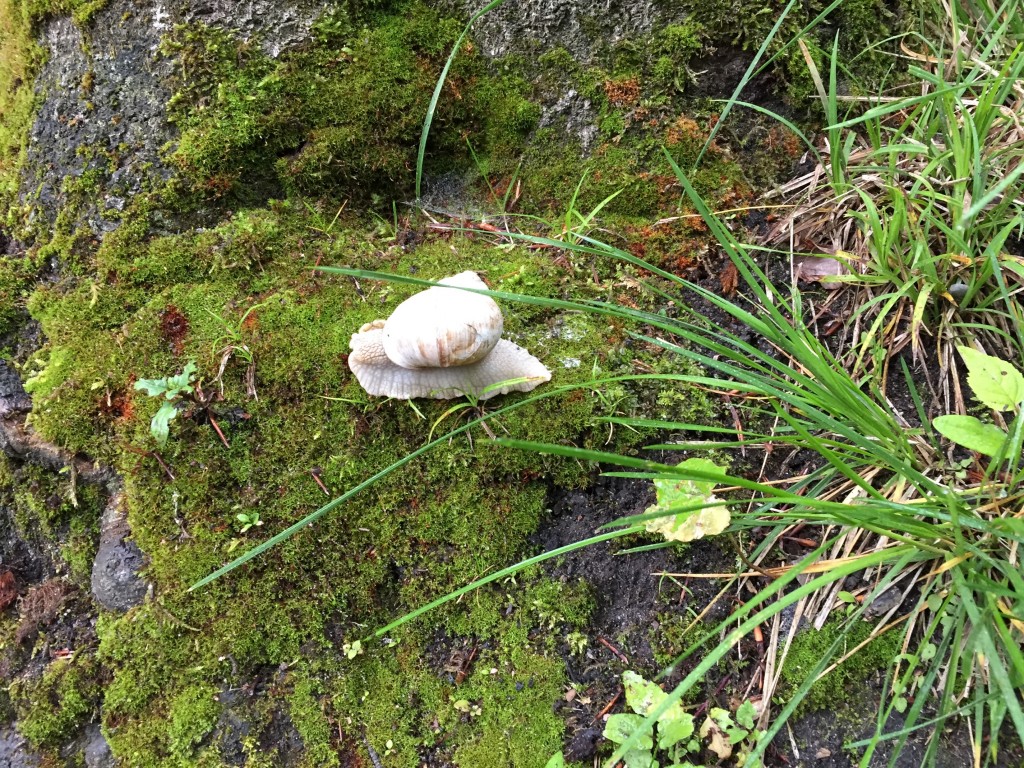Schnecke auf Moos