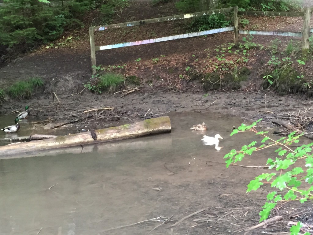 3 Vögel - gänzlich unbeeindruckt von zwei Hunden