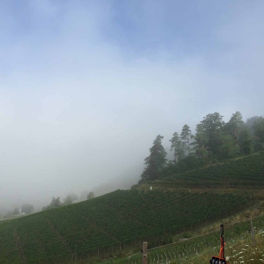 Frühnebel über Wülflingen