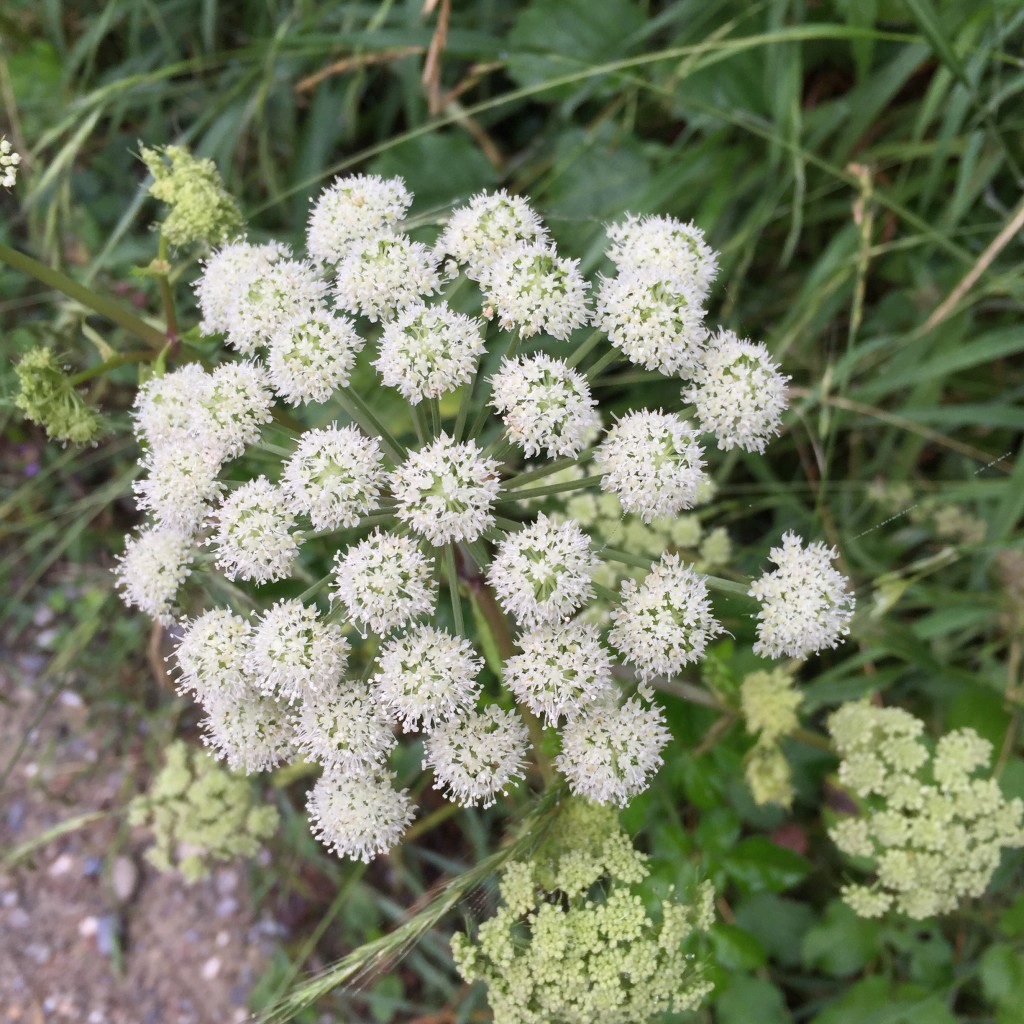 Kerbel