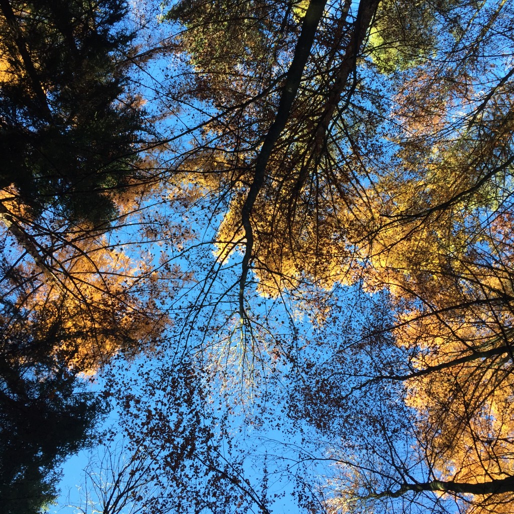 grandiose Stimmung im Wald