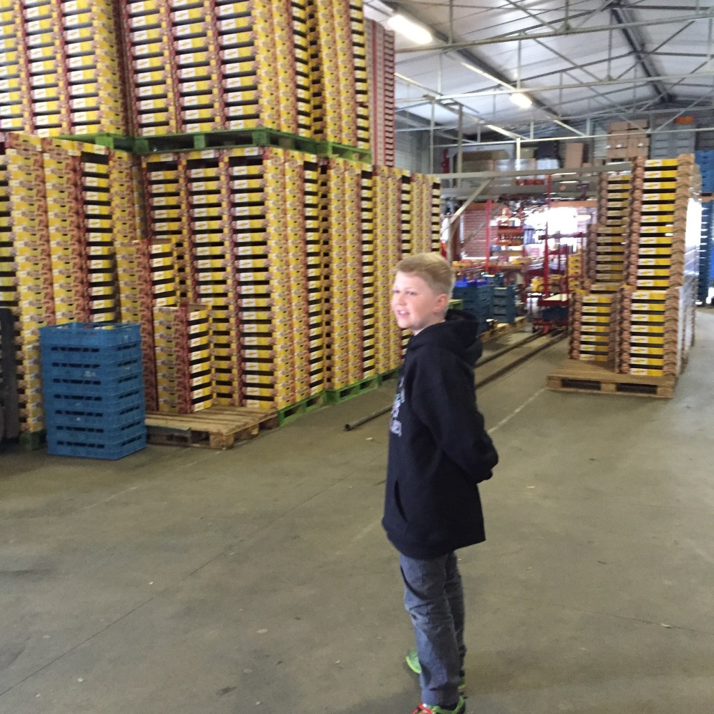 eine gewaltige Menge Tomaten