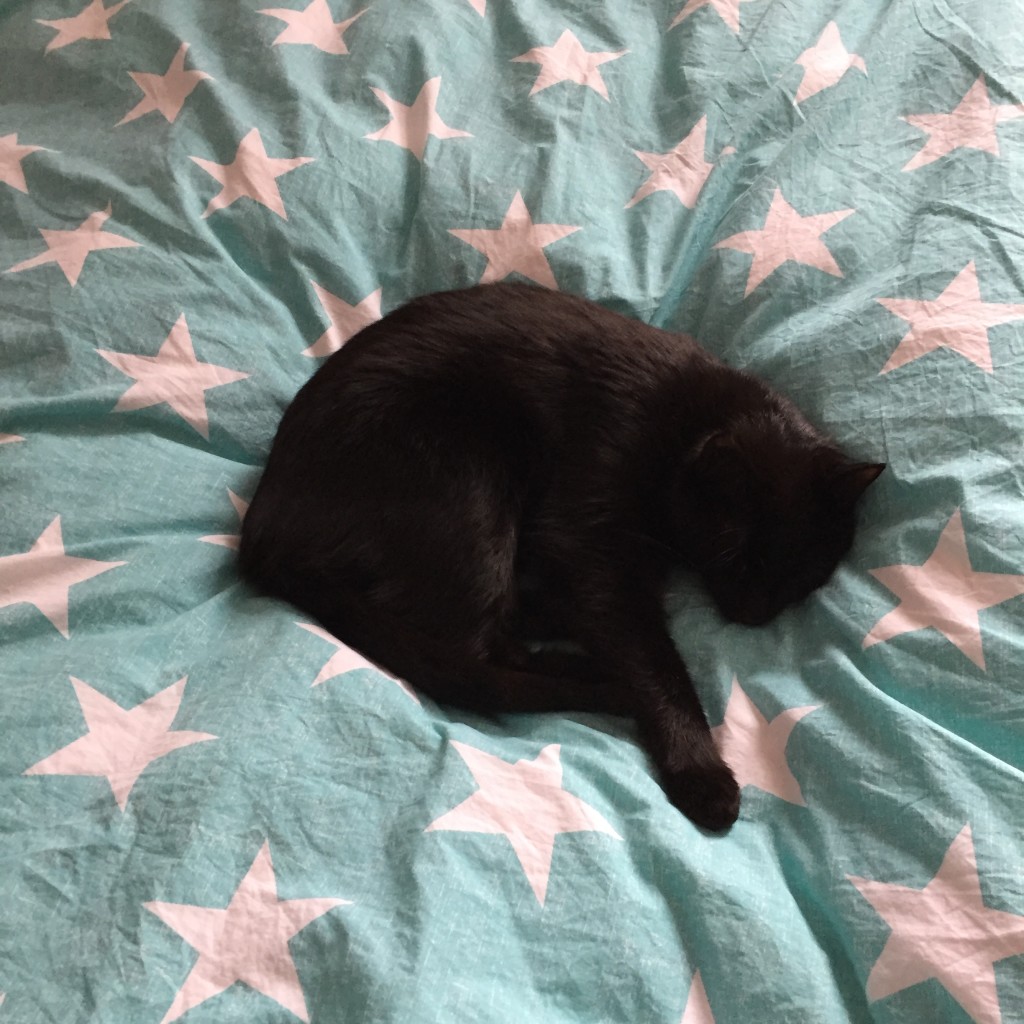 Katze auf Sternenbett
