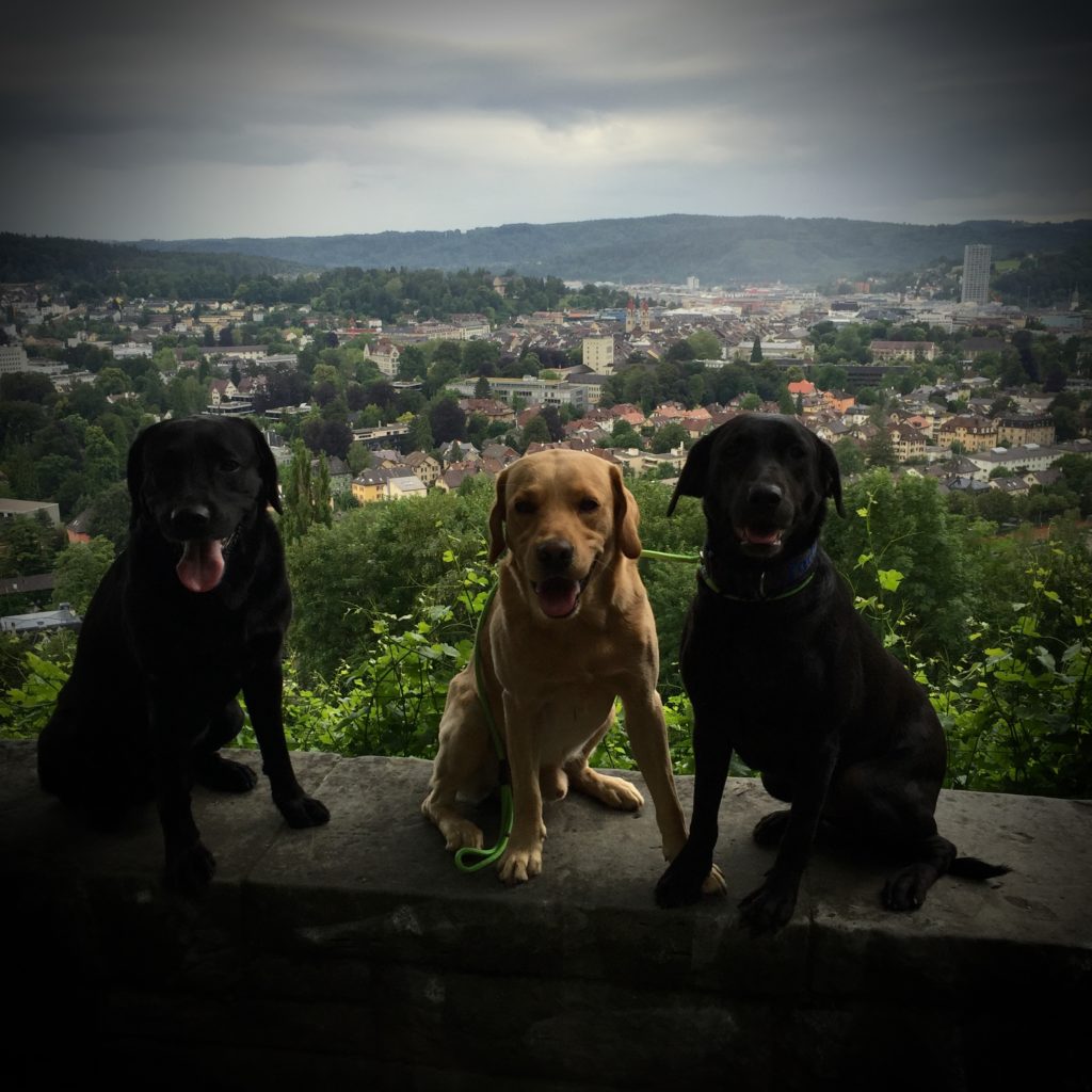 von links: Bob, Elio und Jodie