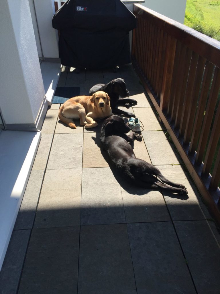 Sonnendbadende Hunde