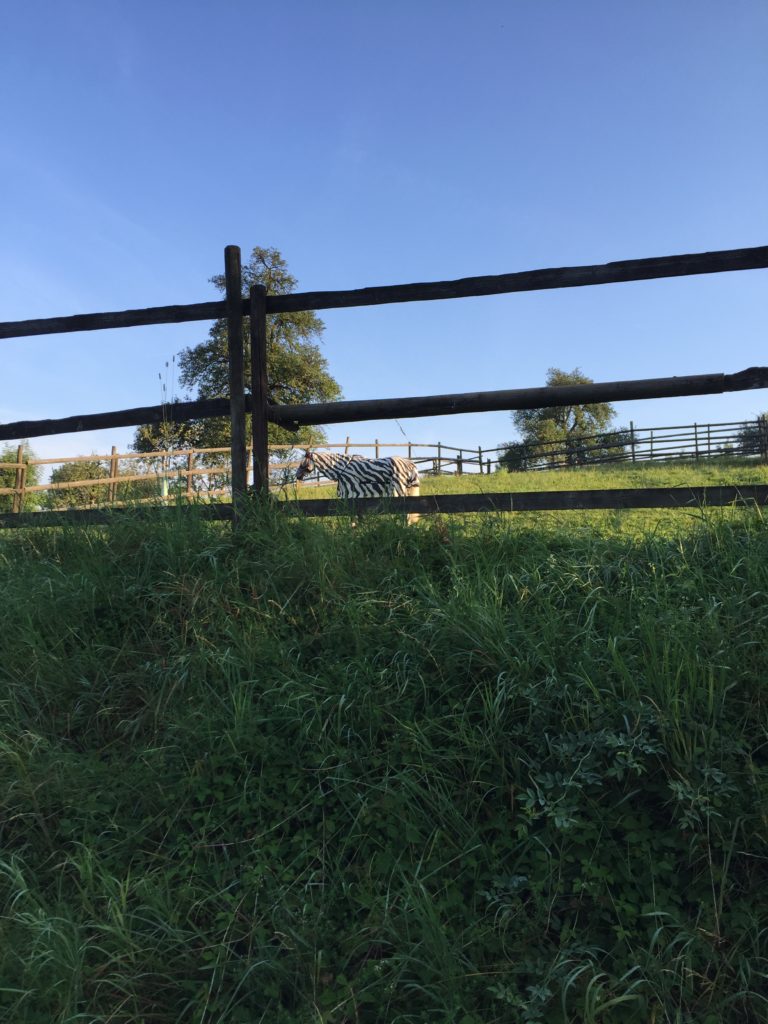 Wer sieht das wilde Tier?