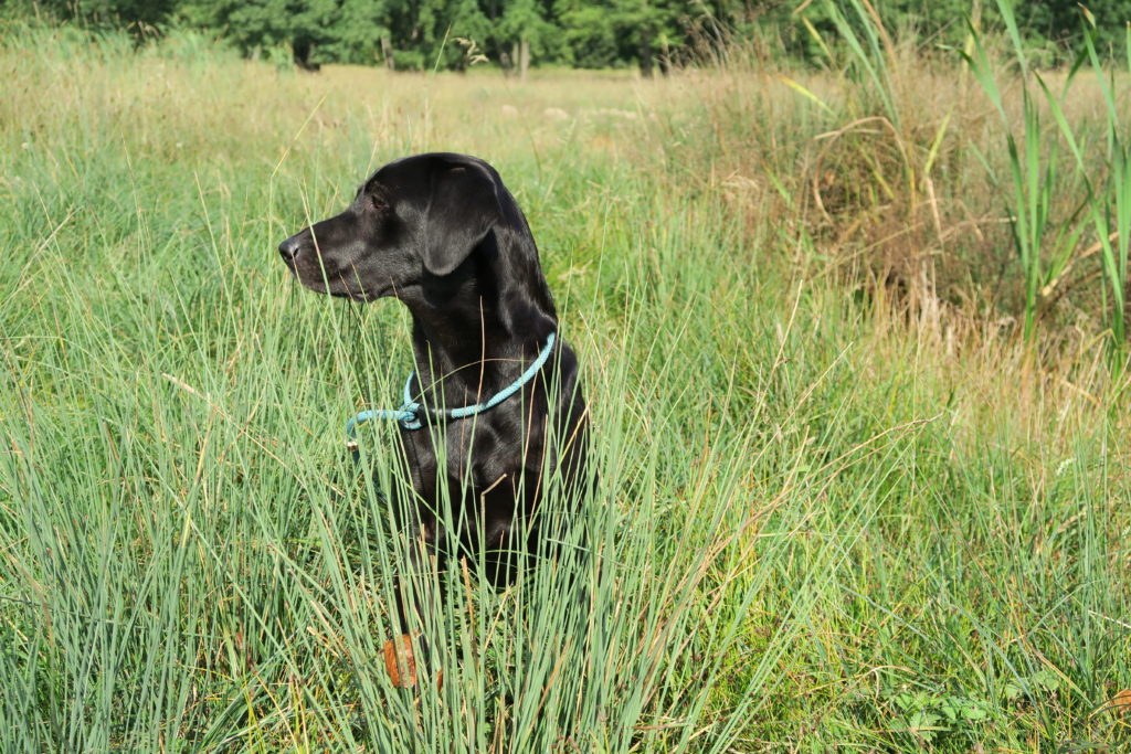 Scurry Retriever - 24.09.16 