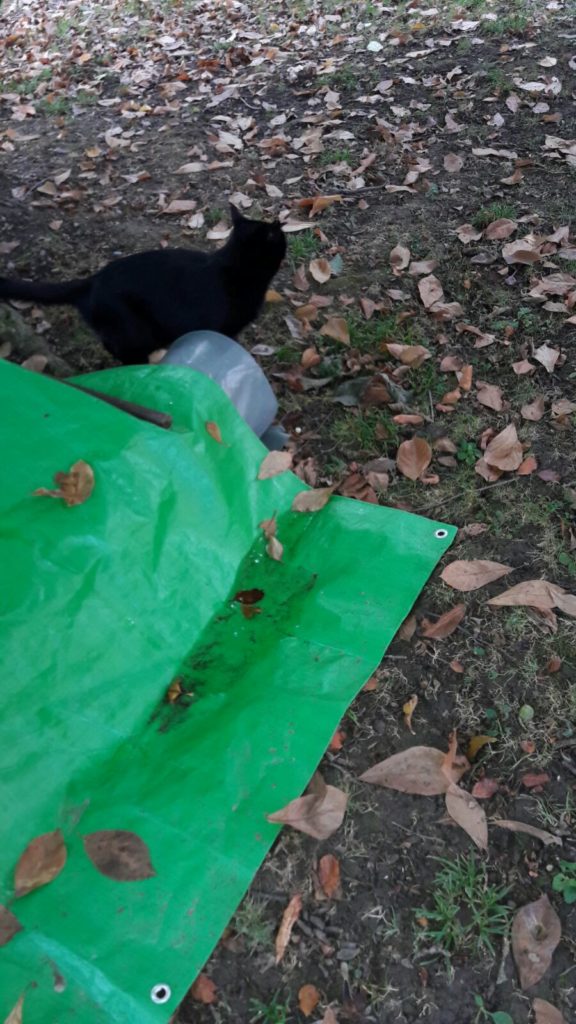 Röhrenversteckis