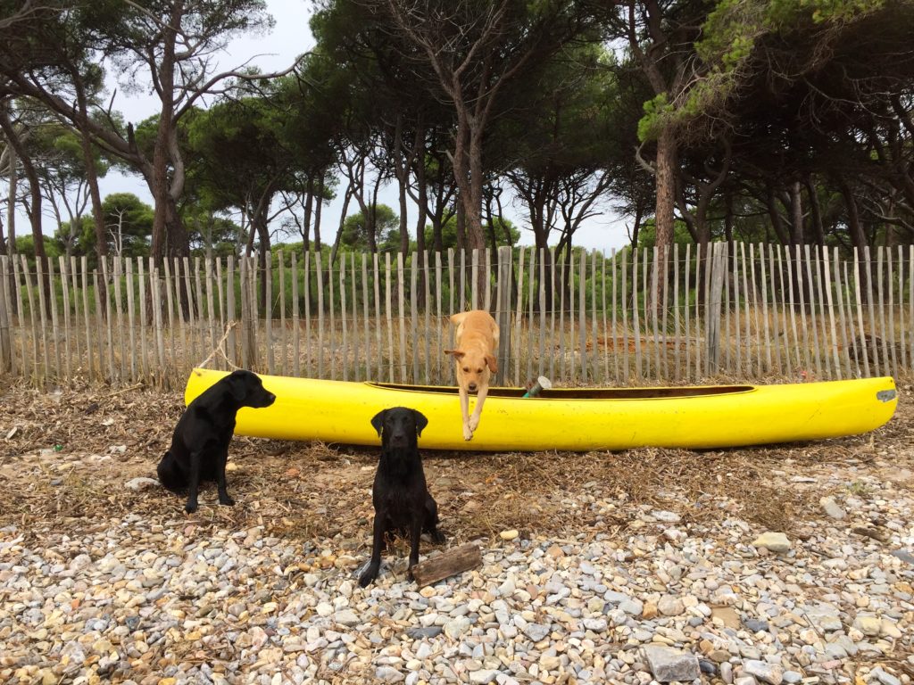 man beachte das gelbe Tier