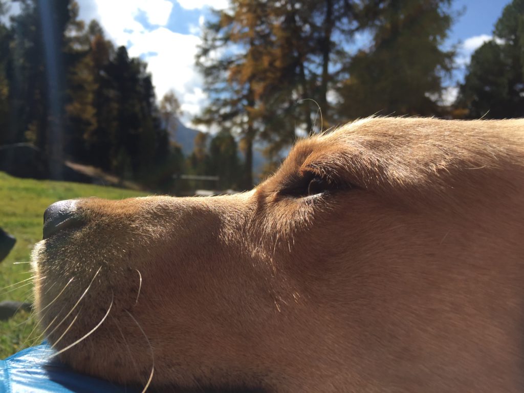 Nase zu lang - eindeutig