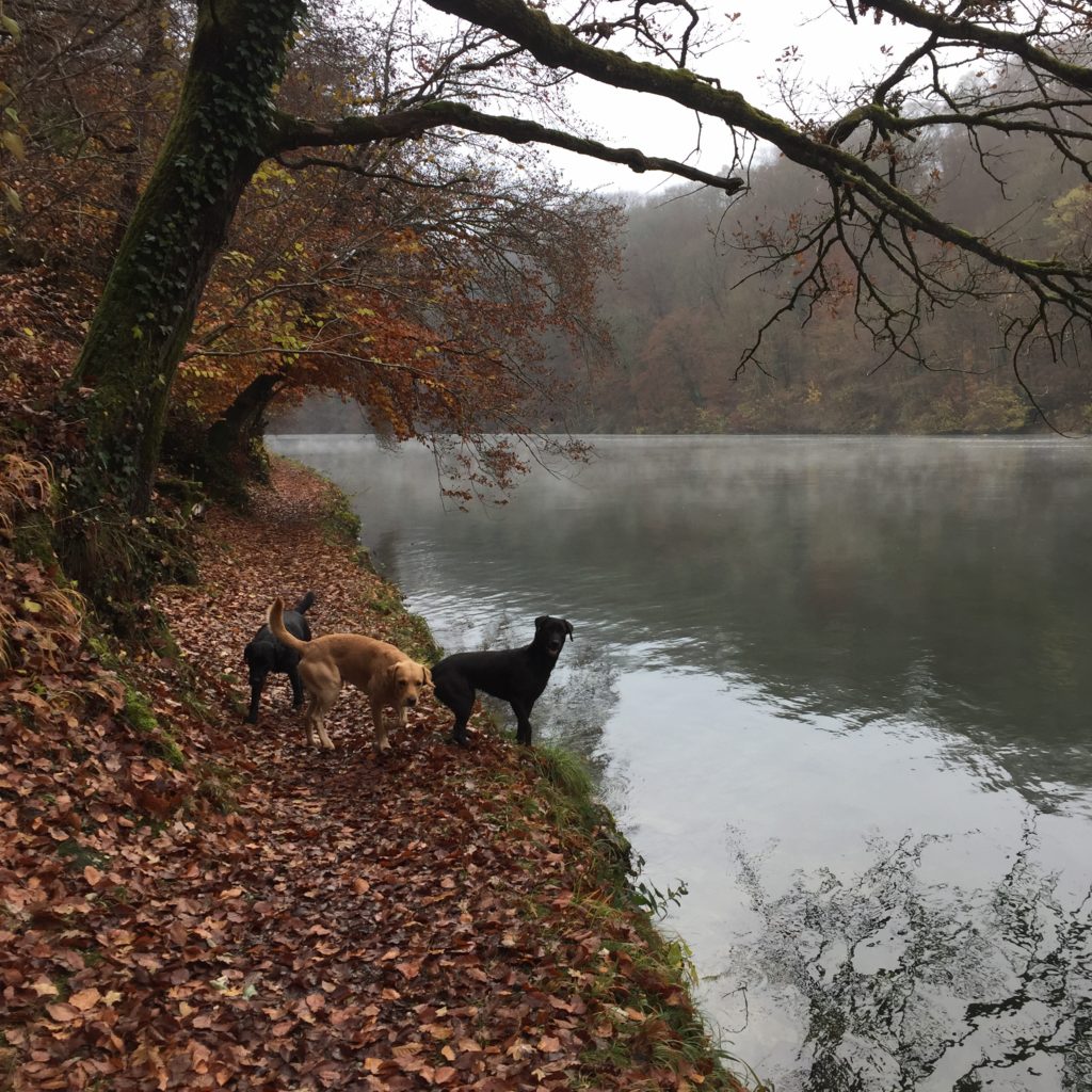 die Hunde hatten Spass