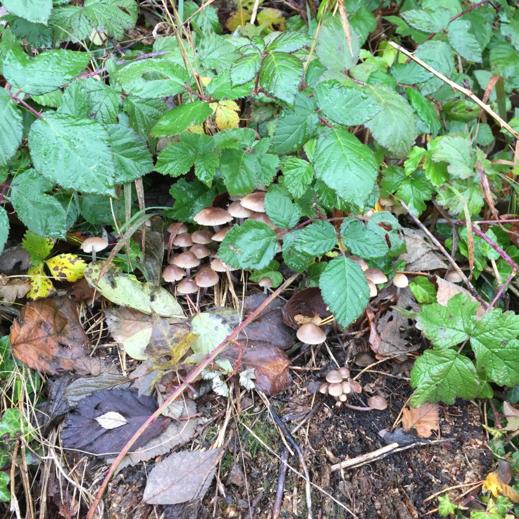 kurze Hütchen mit Stengel