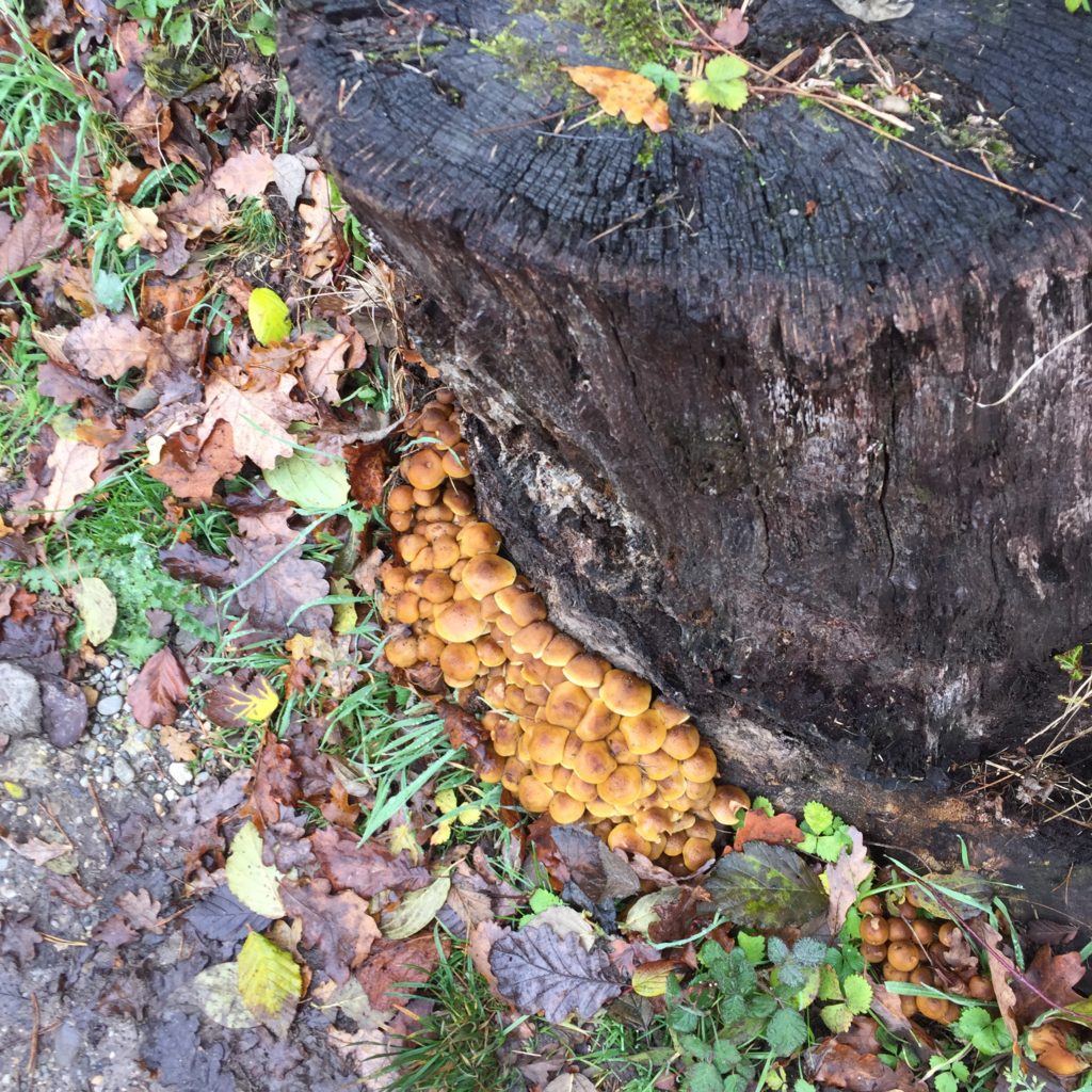 sowas Eierschwamm-artiges